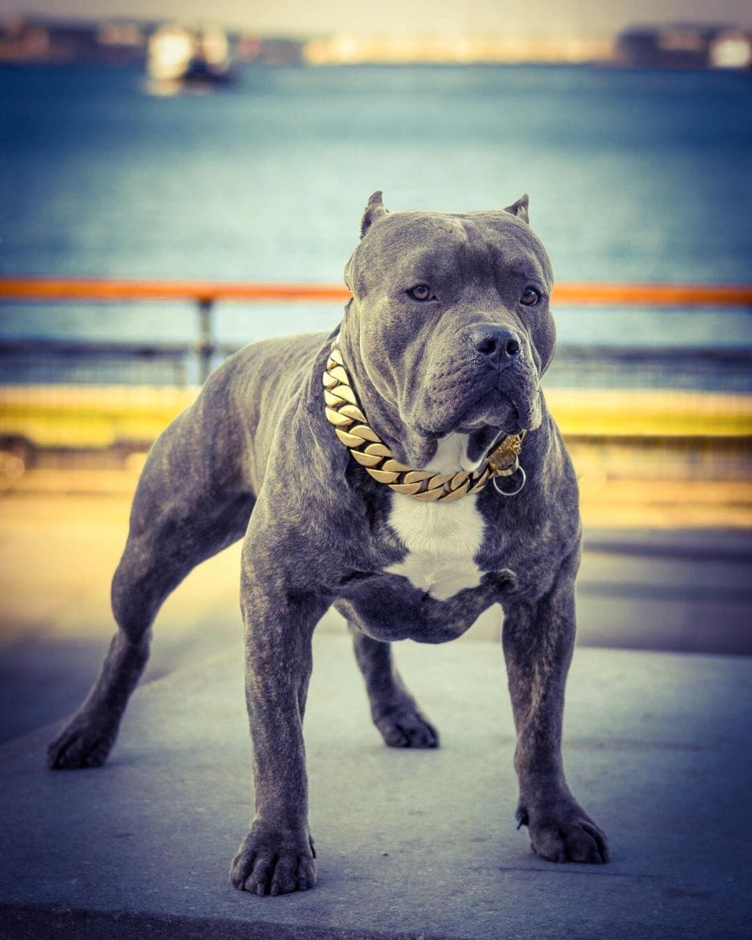 The_Kilo_Gold__Collar Imposing_and_Impressive_Gold_Collar_-_40_BigDogChains