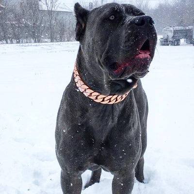 The Kilo Rose Dog Collar for pitbull_large_dog_collars_Cane_Corso_collars_rottweilerdog_collar_Bull_Mastiff_metal_collar A Collar Masterpiece for Dogs  - 12/BigDogChains