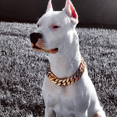 The Kilo Rose Dog Collar for pitbull_large_dog_collars_Cane_Corso_collars_rottweilerdog_collar_Bull_Mastiff_metal_collar The Perfect Collar for Your Dog  - 11/BigDogChains