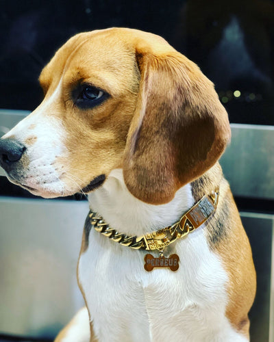 The Miami Solid Custom Luxury High Quality and Super Strong Gold Small Dog Collar for French Bulldog Shih Tzu Corgi Dachshund Beagle Premium Craftsmanship, Perfect Fit  - 12/LilDogChains/BigDogChains