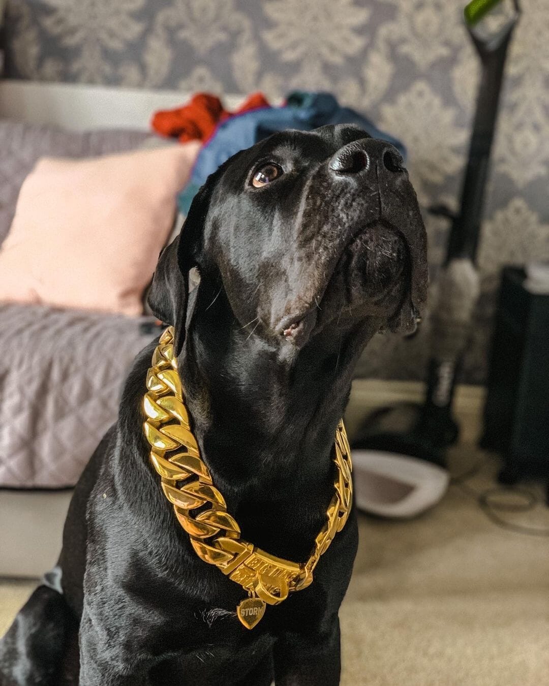 The Midas Custom_Luxury_High_Quality_and_Super_Strong_Gold_Dog_Collar for pitbull_large_dog_collars_Small_Dogs_Collar_Cane_Corso_collars_rottweilerdog_collar_americanShine Bright, Stay Strong  - 18/BigDogChains