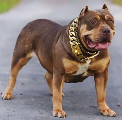  The Midas Custom_Luxury_High_Quality_and_Super_Strong_Gold_Dog_Collar for pitbull_large_dog_collars_Small_Dogs_Collar_Cane_Corso_collars_rottweilerdog_collar_american A Collar Fit for Royalty  - 24/BigDogChains