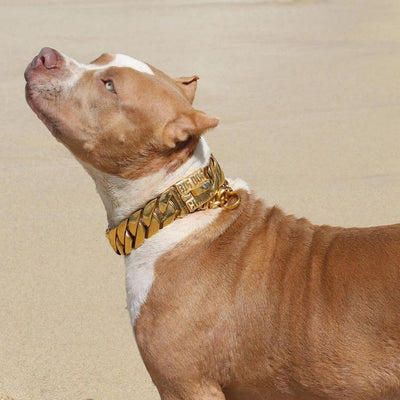 The Midas Custom_Luxury_High_Quality_and_Super_Strong_Gold_Dog_Collar for pitbull_large_dog_collars_Small_Dogs_Collar_Cane_Corso_collars_rottweilerdog_collar_american A Collar That Stands Out  - 28/BigDogChains