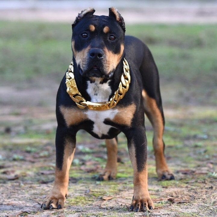 The Midas Custom_Luxury_High_Quality_and_Super_Strong_Gold_Dog_Collar for pitbull_large_dog_collars_Small_Dogs_Collar_Cane_Corso_collars_rottweilerdog_collar_american A Fusion of Strength and Luxury  - 20/BigDogChains