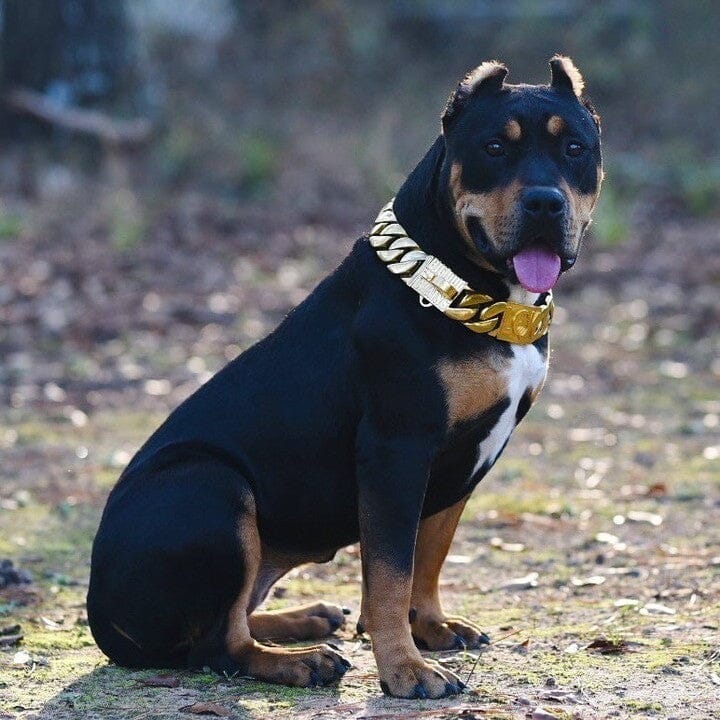 The Midas Custom_Luxury_High_Quality_and_Super_Strong_Gold_Dog_Collar for pitbull_large_dog_collars_Small_Dogs_Collar_Cane_Corso_collars_rottweilerdog_collar_american Bold Gold, Tough Build  - 21/BigDogChains