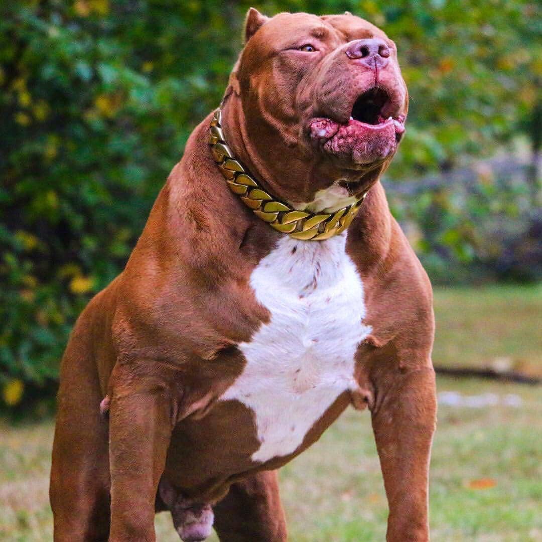 The Midas Custom_Luxury_High_Quality_and_Super_Strong_Gold_Dog_Collar for pitbull_large_dog_collars_Small_Dogs_Collar_Cane_Corso_collars_rottweilerdog_collar_american Built to Last, Shines Forever  - 26/BigDogChains