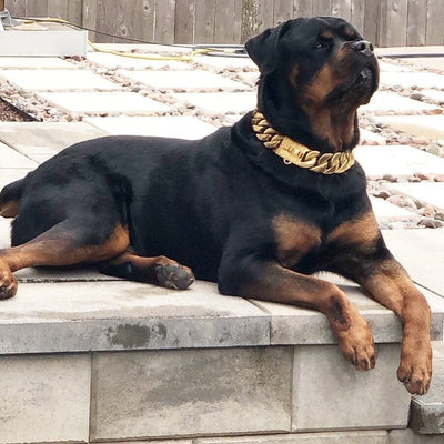 The Midas Custom_Luxury_High_Quality_and_Super_Strong_Gold_Dog_Collar for pitbull_large_dog_collars_Small_Dogs_Collar_Cane_Corso_collars_rottweilerdog_collar_american Crafted for Strength, Shining in Gold