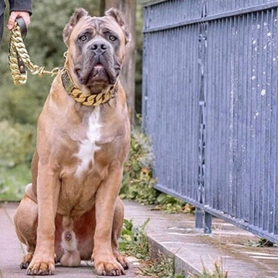 The Midas Custom_Luxury_High_Quality_and_Super_Strong_Gold_Dog_Collar for pitbull_large_dog_collars_Small_Dogs_Collar_Cane_Corso_collars_rottweilerdog_collar_american Elegant and Enduring  - 25/BigDogChains