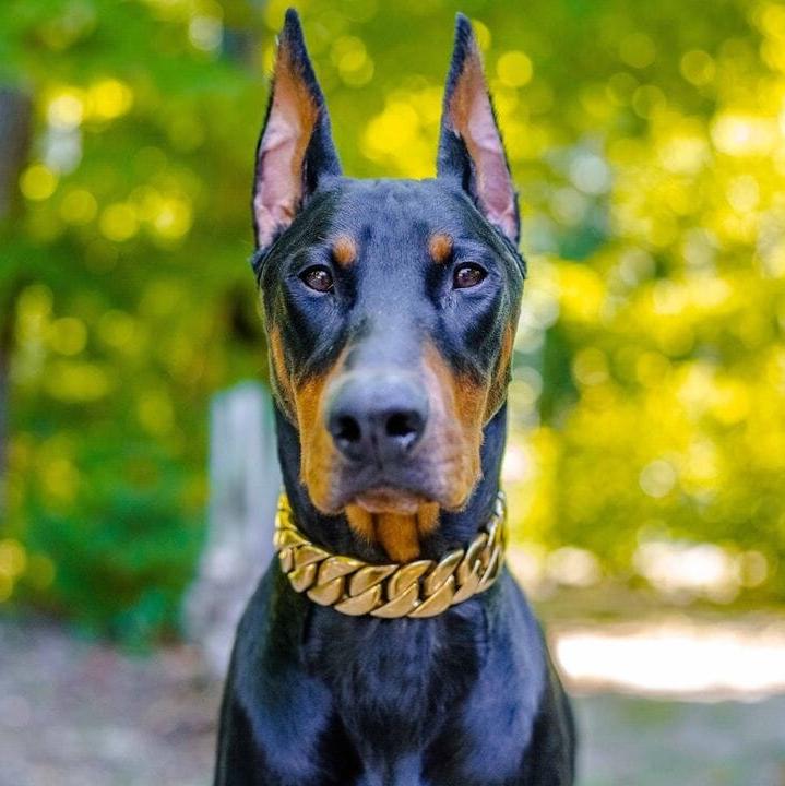 The Midas Custom_Luxury_High_Quality_and_Super_Strong_Gold_Dog_Collar for pitbull_large_dog_collars_Small_Dogs_Collar_Cane_Corso_collars_rottweilerdog_collar_american For Dogs That Deserve the Best  - 23/BigDogChains