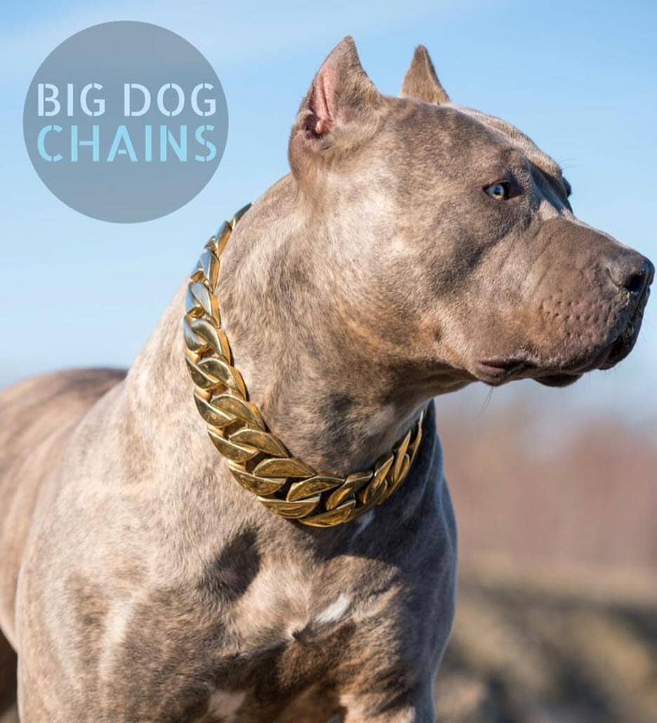 The Midas Custom_Luxury_High_Quality_and_Super_Strong_Gold_Dog_Collar for pitbull_large_dog_collars_Small_Dogs_Collar_Cane_Corso_collars_rottweilerdog_collar_american For the Bold and Brilliant  - 3/BigDogChains