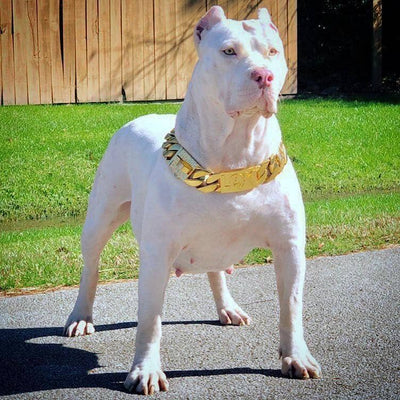 The Midas Custom_Luxury_High_Quality_and_Super_Strong_Gold_Dog_Collar for pitbull_large_dog_collars_Small_Dogs_Collar_Cane_Corso_collars_rottweilerdog_collar_american Luxury and Strength in Every Link  - 27/BigDogChains