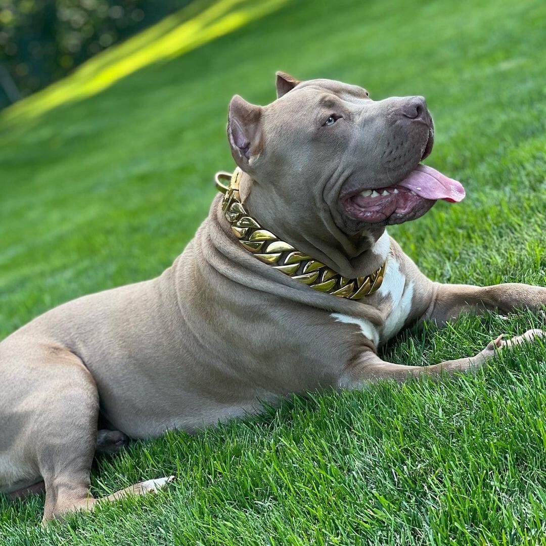 The Midas Custom_Luxury_High_Quality_and_Super_Strong_Gold_Dog_Collar for pitbull_large_dog_collars_Small_Dogs_Collar_Cane_Corso_collars_rottweilerdog_collar_american Unbreakable Strength, Gleaming Gold  - 22/BigDogChains