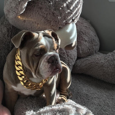 The Midas Custom_Luxury_High_Quality_and_Super_Strong_Gold_Dog_Collar for pitbull_large_dog_collars_Small_Dogs_Collar_Cane_Corso_collars_rottweilerdog_collar_american Where Strength Meets Opulence  - 15/BigDogChains