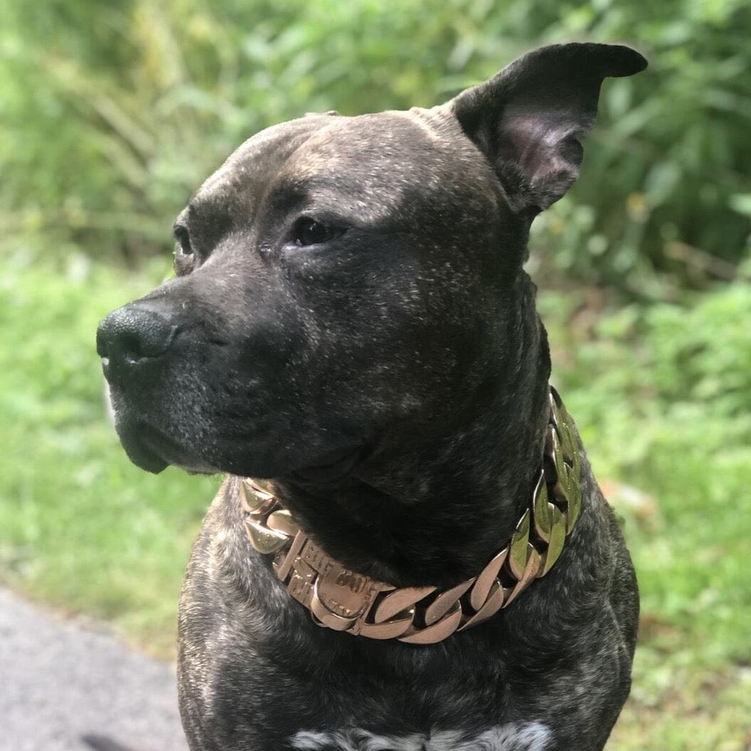 The Midas Rose Custom_Luxury_High_Quality_and_Super_Strong_Rose_Gold_Dog_Collar for pitbull_large_dog_collars_Small_Dogs_Collar_Cane_Corso_collars_rottweilerdog_collar_american Radiant Rose Gold, Maximum Strength  - 2/BigDogChains