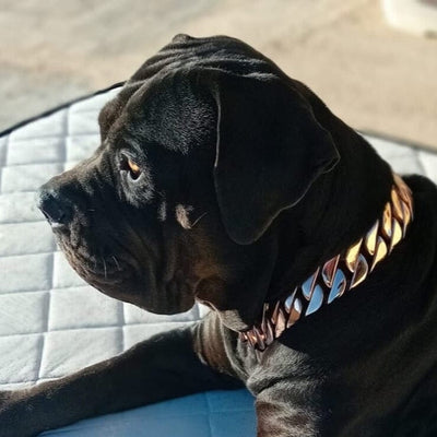 THE MIDAS ROSE - BiThe Midas Rose Custom_Luxury_High_Quality_and_Super_Strong_Rose_Gold_Dog_Collar for pitbull_large_dog_collars_Small_Dogs_Collar_Cane_Corso_collars_rottweilerdog_collar_american Timeless Rose Gold, Unmatched Strength  - 3/BigDogChainsg Dog Chains - Cane corso