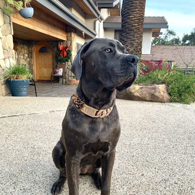 The Midas Rose Custom_Luxury_High_Quality_and_Super_Strong_Rose_Gold_Dog_Collar for pitbull_large_dog_collars_Small_Dogs_Collar_Cane_Corso_collars_rottweilerdog_collar_american Where Beauty Meets Brawn  - 4/BigDogChains