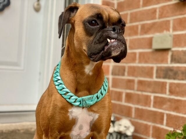 The Monaco Custom_Luxury_High_Quality_and_Super_Strong_Collar for pitbull_large_dog_collars_Small_Dogs_Collar_Cane_Corso_collars_rottweilerdog_collar_american bully_FrenchDurability and Elegance Combined - 2/BigDogChains