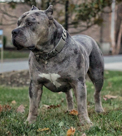 The Nero Solid Custom Luxury High Quality and Super Strong Gray Dog Collar for pitbull_large_dog_collars_Small_Dogs_Collar_Cane_Corso_collars_rottweilerdog_collar_american Gray Elegance, Superior Strength  - 3/BigDogChains