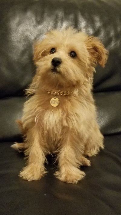 The Nugget Custom Luxury High Quality and Super Strong Gold Small Dog Collar for Chihuahua Pomeranian Shih Tzu Yorkshire Terrier Versatile and Sleek
 - 8/LilDogChains/BigDogChains