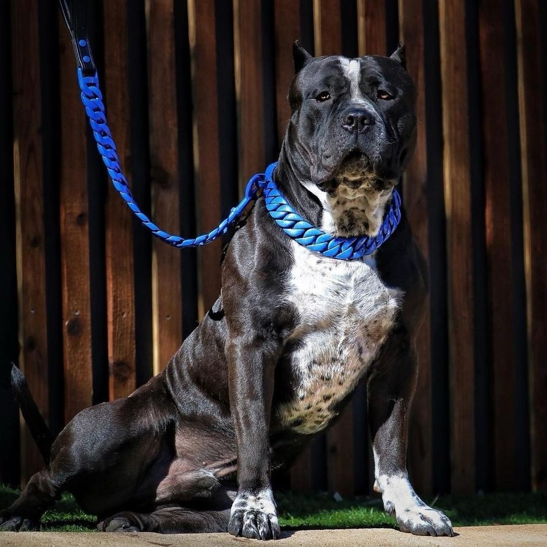 The Pacific Custom_Luxury_High_Quality_and_Super_Strong_Dog_Collar for pitbull_large_dog_collars_Small_Dogs_Collar_Cane_Corso_collars_rottweilerdog_collar_american bully Cool Tones, Strong Design - 2/BigDogChains