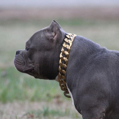 The R.I.C.O gold_dog_collar_pitbull_large_dog_collars_Cane_Corso_collars_rottweilerdog_collar_Bull_Mastiff_metal_collar A Statement of Elegance   - 14/BigDogChains