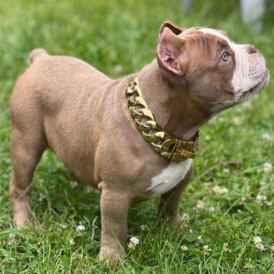 The R.I.C.O gold_dog_collar_pitbull_large_dog_collars_Cane_Corso_collars_rottweilerdog_collar_Bull_Mastiff_metal_collar Elevate Your Pet's Style Game   - 16/BigDogChains