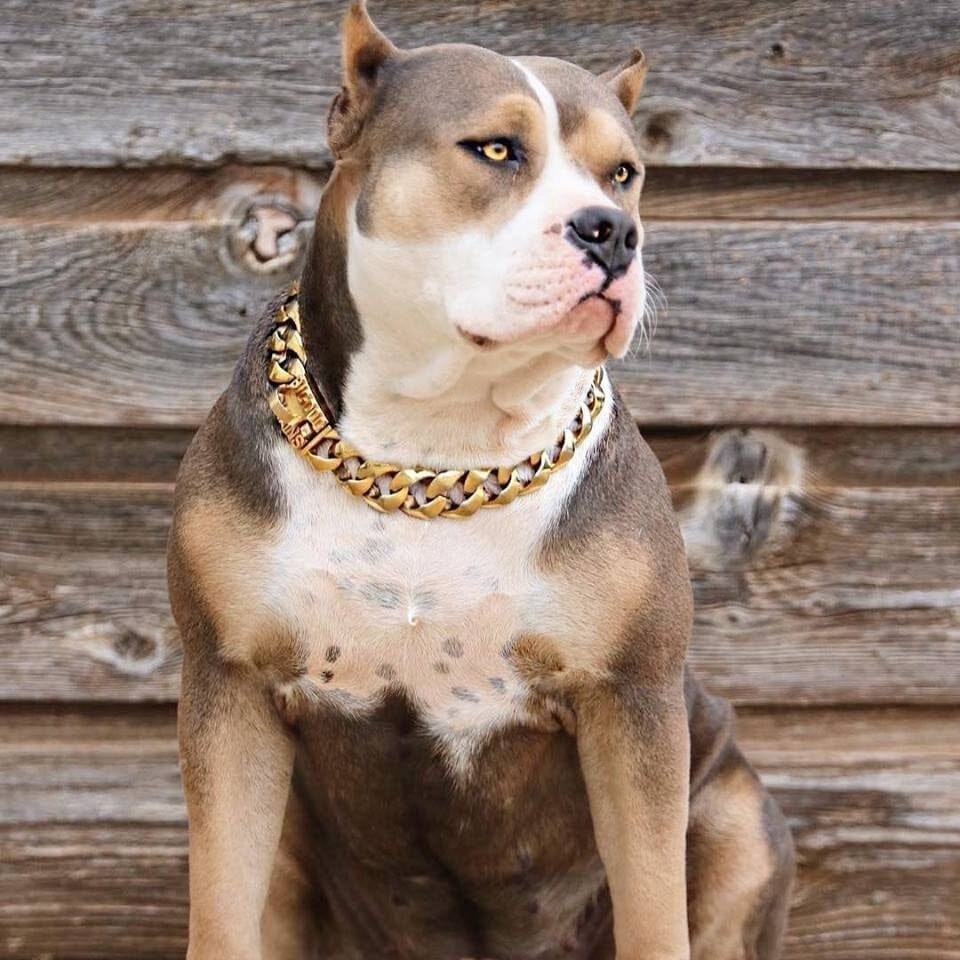 The R.I.C.O gold_dog_collar_pitbull_large_dog_collars_Cane_Corso_collars_rottweilerdog_collar_Bull_Mastiff_metal_collar For Dogs Who Deserve the Best - 1/BigDogChains