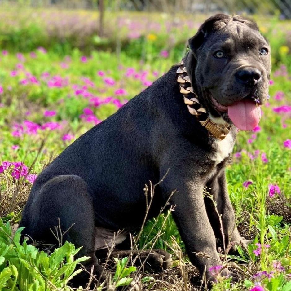 The R.I.C.O gold_dog_collar_pitbull_large_dog_collars_Cane_Corso_collars_rottweilerdog_collar_Bull_Mastiff_metal_collar Shimmer and Shine   - 17/BigDogChains