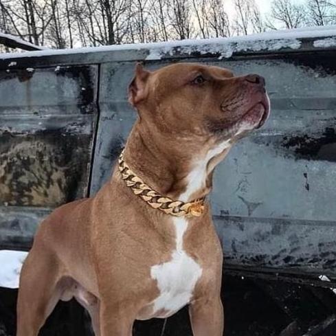 The R.I.C.O gold_dog_collar_pitbull_large_dog_collars_Cane_Corso_collars_rottweilerdog_collar_Bull_Mastiff_metal_collar Sophisticated Style   - 13/BigDogChains