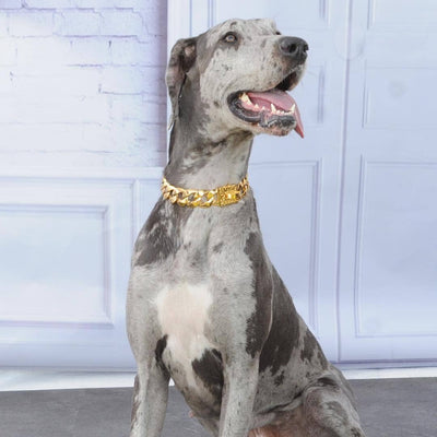 The R.I.C.O gold_dog_collar_pitbull_large_dog_collars_Cane_Corso_collars_rottweilerdog_collar_Bull_Mastiff_metal_collar The Perfect Blend of Style & Strength - 2/BigDogChains