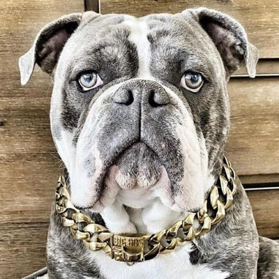 The R.I.C.O gold_dog_collar_pitbull_large_dog_collars_Cane_Corso_collars_rottweilerdog_collar_Bull_Mastiff_metal_collar The Ultimate in Pet Fashion   - 15/BigDogChains