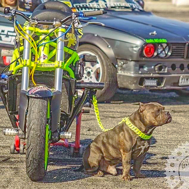 The Starburst  Neon Yellow Dog Collar / Big Dog Chains 