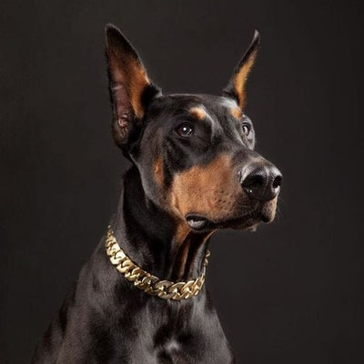 The Stryker Custom_Luxury_Gold_Finish_Dog_Collar for pitbull_large_dog_collars_Small_Dogs_Collar_Cane_Corso_collars_rottweilerdog_collar_american bully_French Bulldog_Crafted  A Collar That Commands Respect - 2/BigDogChains