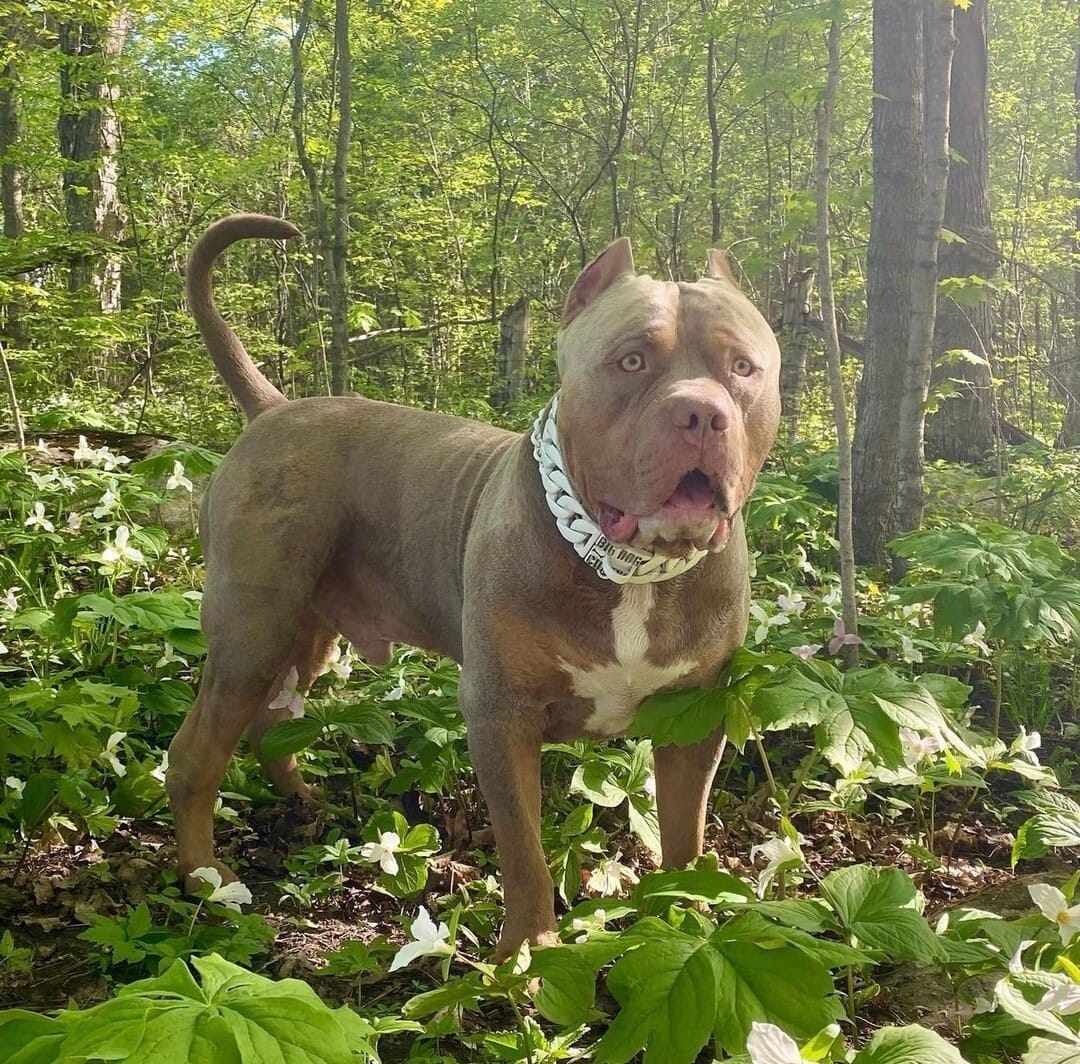 The Yeyo Glow in the Dark Custom_Luxury_High_Quality_and_Super_Strong_Collar for pitbull_large_dog_collars_Small_Dogs_Collar_Cane_Corso_collars_rottweilerdog_collar_american bully_French Shine On, Even in the Dark - 4/BigDogChains