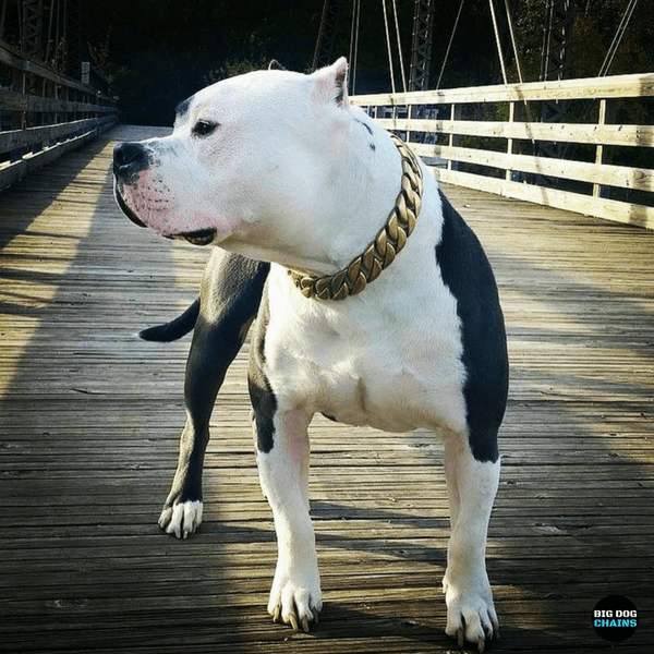 American_Pit_bull_Bully_Large_Gold_Cuban_Link_Dog_Collar_Luxury_Custom_Stainless_Steel_Dog_Collar_- 16/BigDogChains