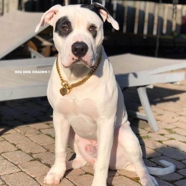 THE CHEETO CUBAN LINK ORANGE COLLAR - BIG DOG CHAINS – BIG DOG