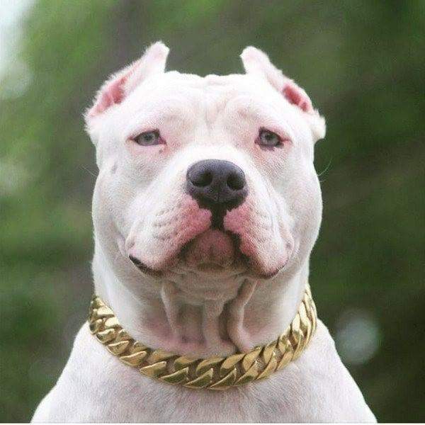 Big Dog Chains The Kilo Dog Collar, Gold, 21.5-in