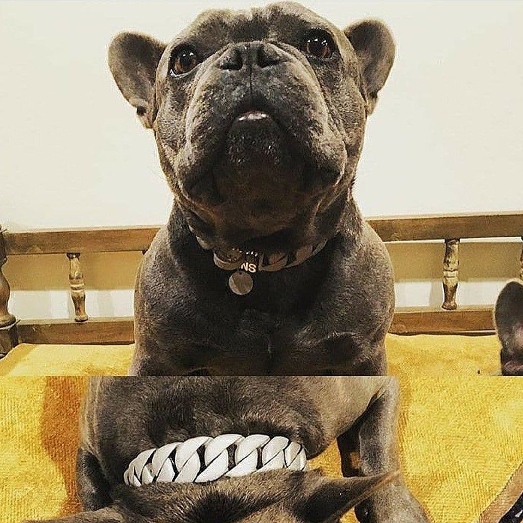 Lone Star Dog Collar for french bulldog pitbull_large_dog_collars_Cane_Corso_collars_rottweilerdog_collar_Bull_Mastiff_metal_collar A Symbol of Strength  - 13/BigDogChains