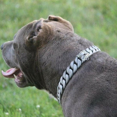 Lone Star Dog Collar for pitbull_large_dog_collars_Cane_Corso_collars_rottweilerdog_collar_Bull_Mastiff_metal_collar Bold & Timeless   - 8/BigDogChains