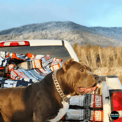 Lone Star Dog Collar_for_pitbull_large_dog_collars_Cane_Corso_collars_rottweilerdog_collar_Bull_Mastiff_metal_collar_Elegant_Comfortable_-_7_BigDogChains