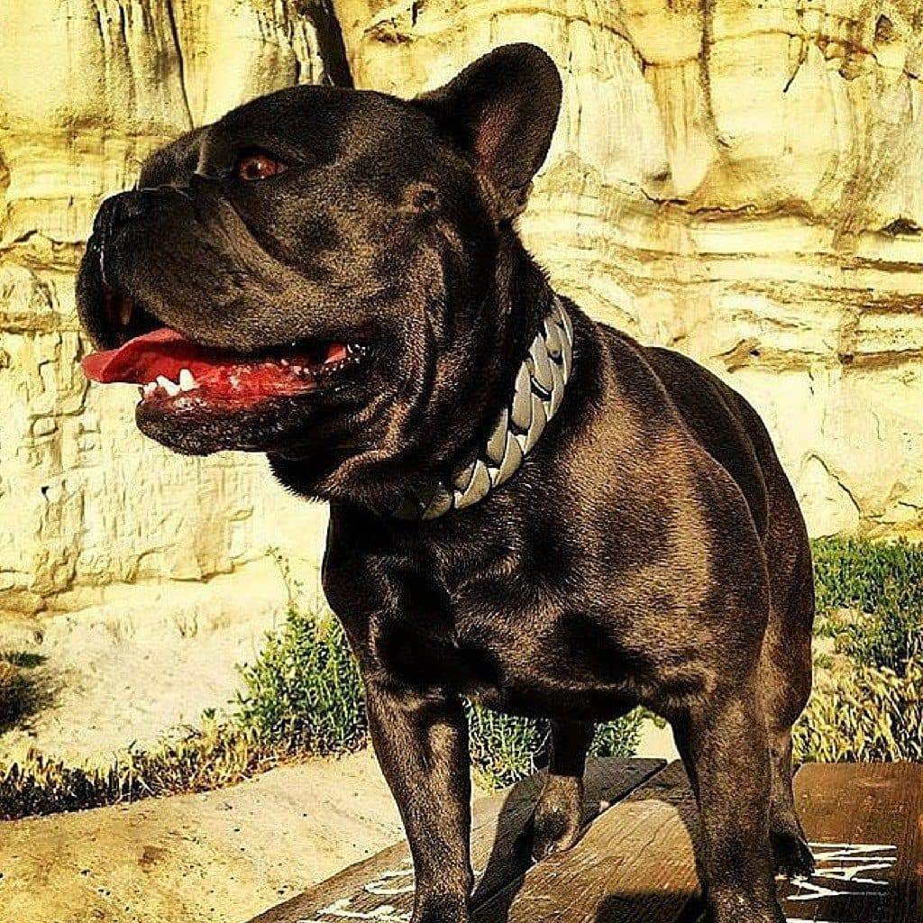 Lone Star Dog Collar for pitbull_large_dog_collars_Cane_Corso_collars_rottweilerdog_collar_Bull_Mastiff_metal_collar Stylish & Secure  - 12/BigDogChains