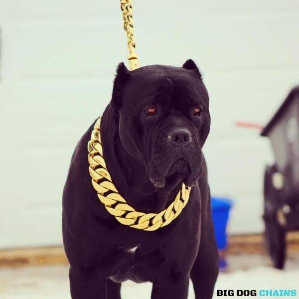 Dog collar Double Midi Gold