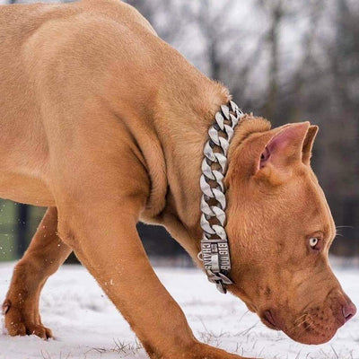 THE BLANCO Stainless Steel Dog Collar for pitbull_large_dog_collars_Cane_Corso_collars_rottweilerdog_collar_Bull_Mastiff_metal_collar Built for the Bold and Brave  - 3/BigDogChains