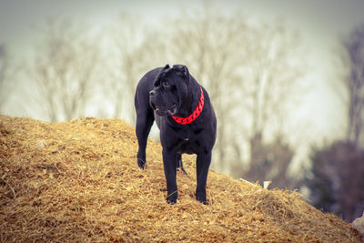 THE HELLBOY Dog Collar for pitbull_large_dog_collars_Cane_Corso_collars_rottweilerdog_collar_Bull_Mastiff_metal_collarA Collar That Commands Attention  - 2/BigDogChains