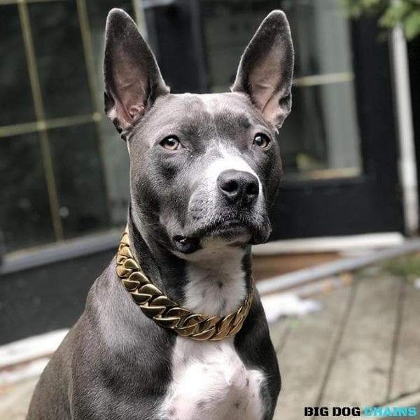 THE KILO_Gold_Cuban_Link_Collars_Custom_Fitted_and_Personalized_Luxury_for_Large_XL_Dogs_Like_Stafford_Terrier_Dogs_Made_of_Stainless_Steel_with_Custom_Gold - 6/BigDogChains