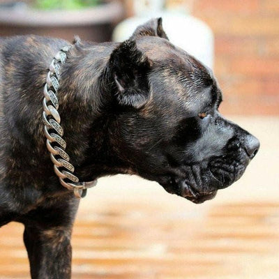 THE MAUI Stainless Dog Collar for pitbull_large_dog_collars_Cane_Corso_collars_rottweilerdog_collar_Bull_Mastiff_metal_collar Impeccable & Lustrous  - 3/BigDogChains