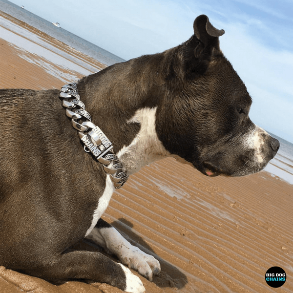 THE MAUI Stainless Dog Collar for pitbull_large_dog_collars_Cane_Corso_collars_rottweilerdog_collar_Bull_Mastiff_metal_collar Tailored & Versatile  - 2/BigDogChains