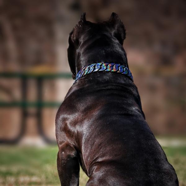 ORION_GALAXY_CONSETELATION_PAINTED_Full_Custom_Cuban_Link_Dog_Collar_For_XL_Dogs_Largest_Cuban_Link_Collar_Ever_Made_Perfect_for_Dogs_Over_100_Pounds_Pit_Bulls_XL_Bullies_Cane_Corso_Bully_BIG_DOG_CHAINS