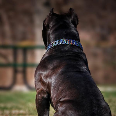 ORION_GALAXY_CONSETELATION_PAINTED_Full_Custom_Cuban_Link_Dog_Collar_For_XL_Dogs_Largest_Cuban_Link_Collar_Ever_Made_Perfect_for_Dogs_Over_100_Pounds_Pit_Bulls_XL_Bullies_Cane_Corso_Bully_BIG_DOG_CHAINS