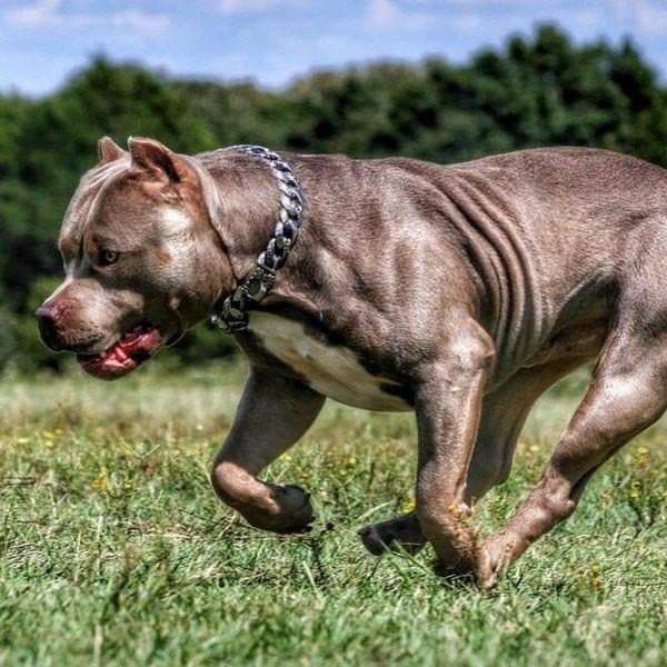 THE ROCKY Stainless Steel Dog Collar for pitbull_large_dog_collars_Cane_Corso_collars_rottweilerdog_collar_Bull_Mastiff_metal_collar  A Powerful Presence  - 2/BigDogChains